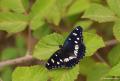 Limenitis reducta (Akdeniz Hanımelikelebeği)